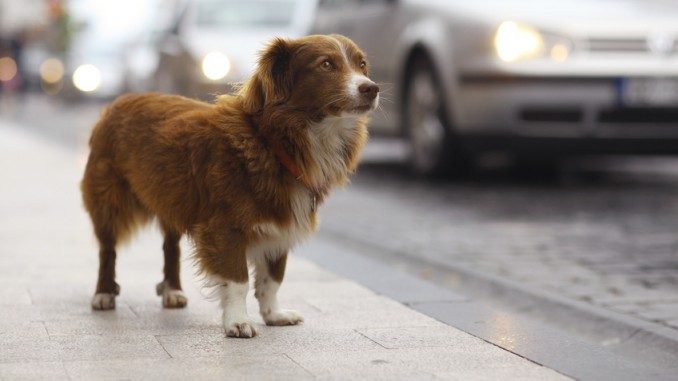 Hund auf der Straße