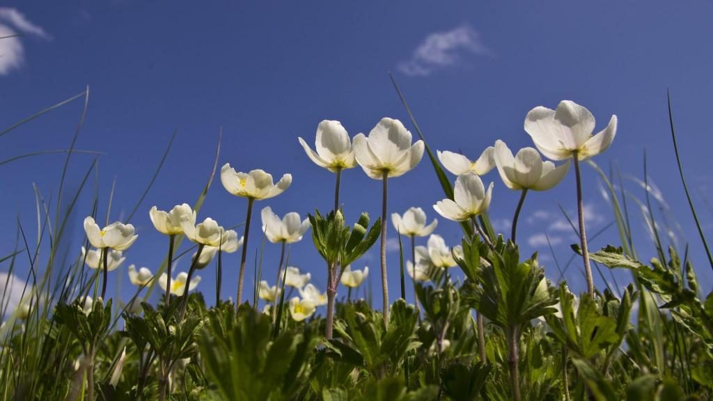 Weiße Blumen