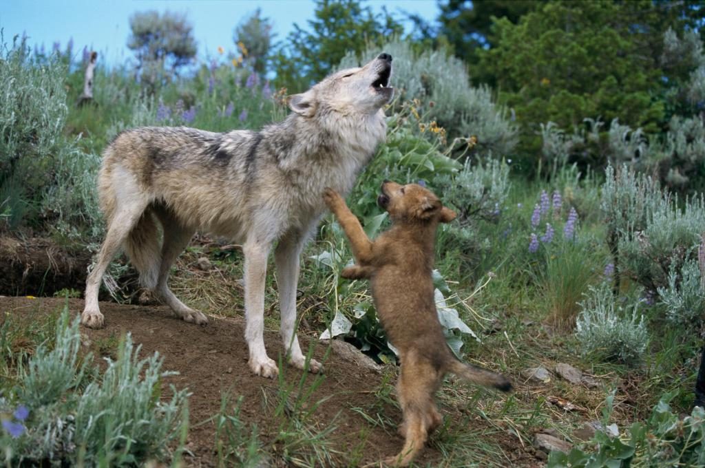 Ein Wolfsjunges und eine Wölfin