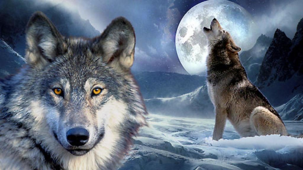 Wolf gegen den Mond