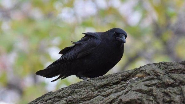 Schwarze Krähe auf einem Ast