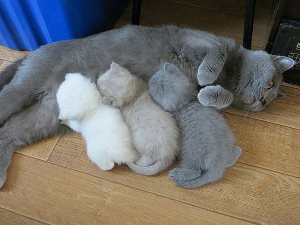 Graue Katze mit Kätzchen