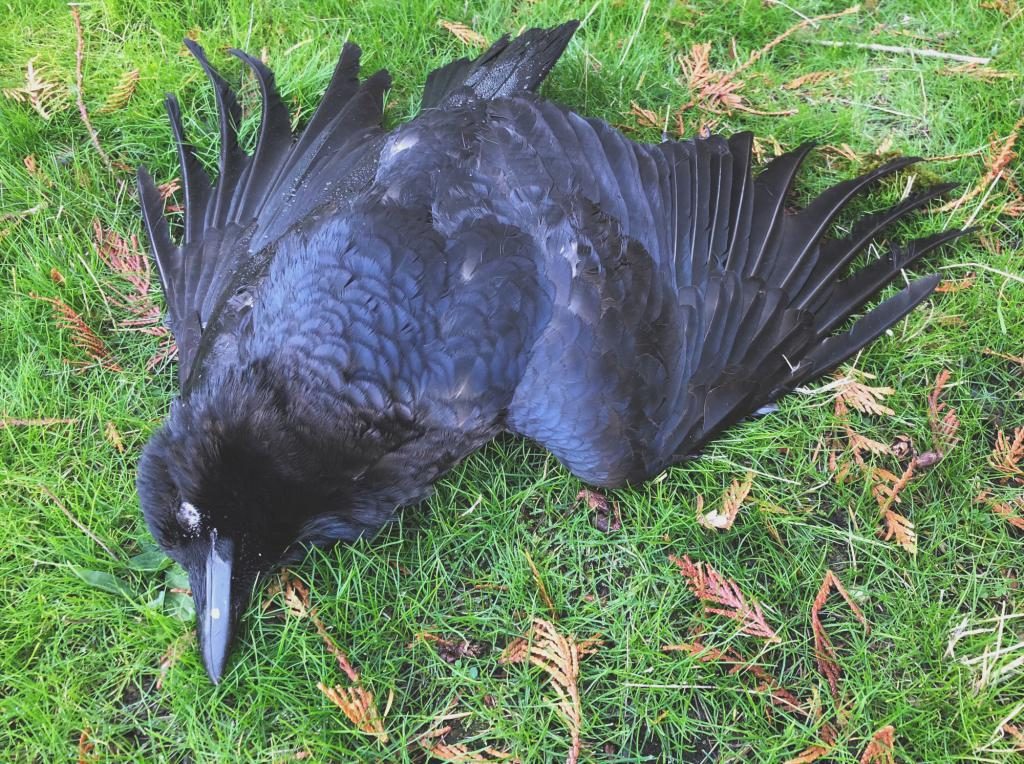 Tote schwarze Krähe Traumdeutung