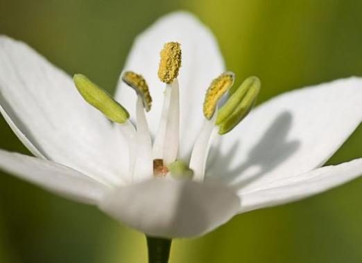 Traum von einer weißen Blume