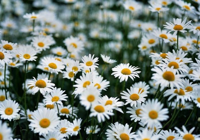 was träumt man von Blumen