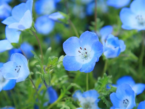 was träumen Sie von frischen Blumen