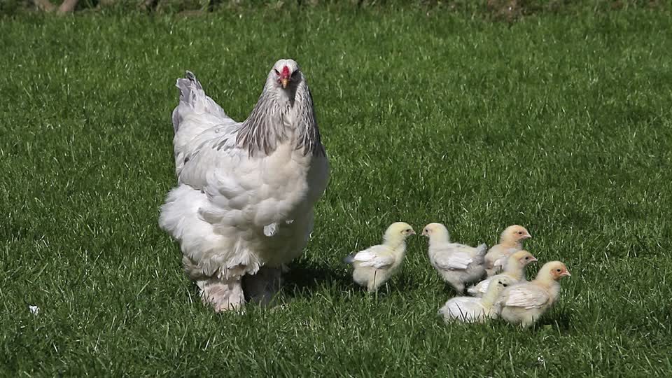 weiße Henne mit Küken