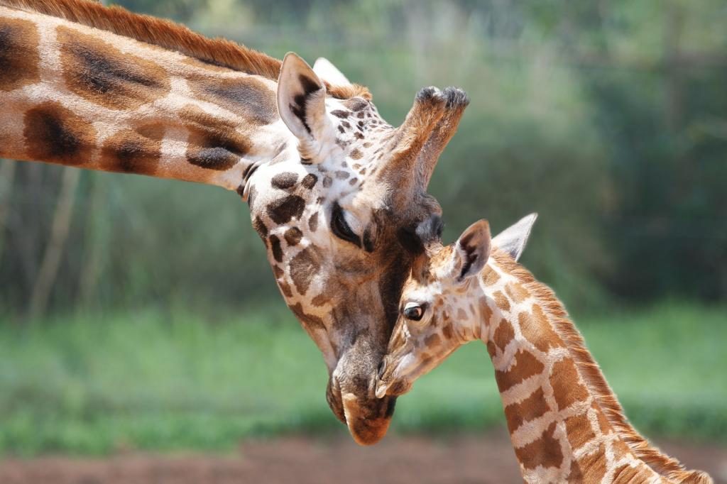 Traum von einer Giraffe für eine Frau