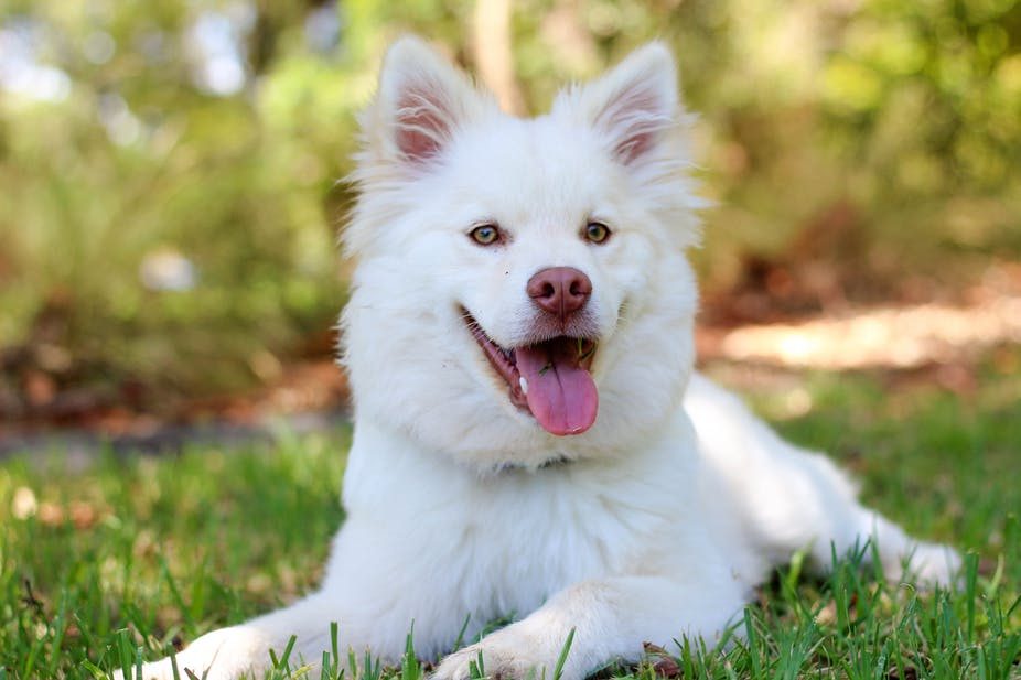 was träumt man von hunden im traum eines mannes