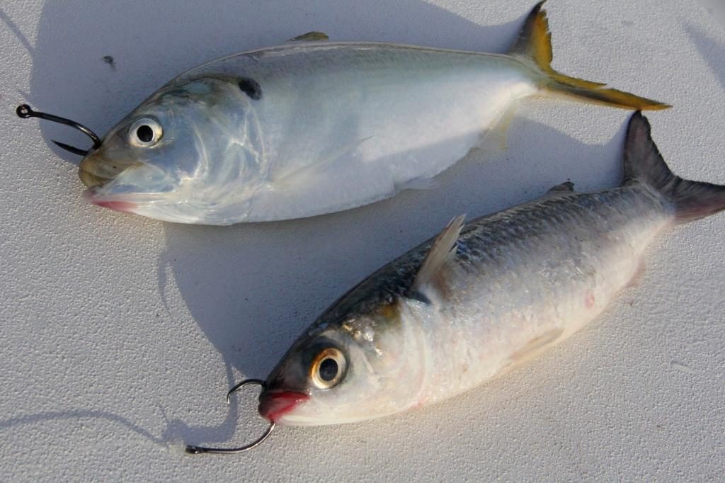 Traum von Fischen und gefangenen Fischen