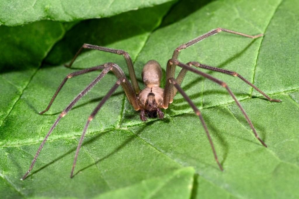 Spinne auf den Blättern.