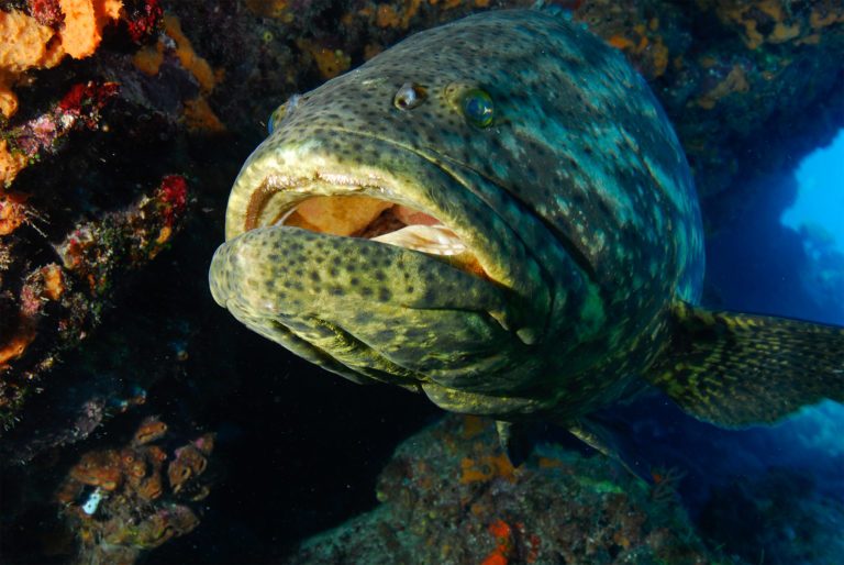 Fisch in einem Traum über das, was eine Frau geträumt