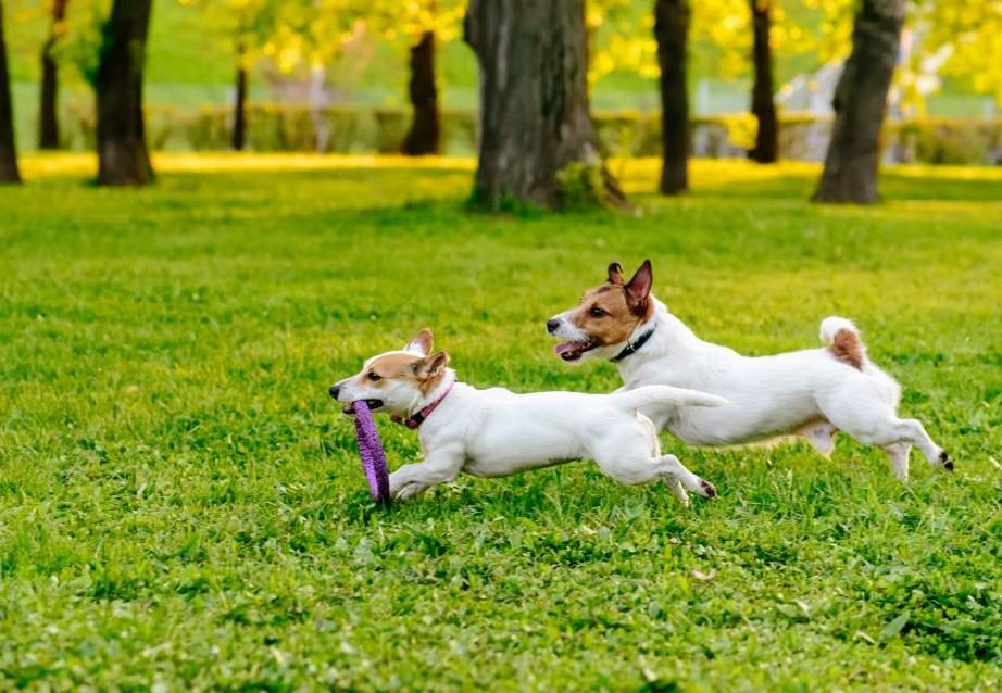 Spielende Hunde