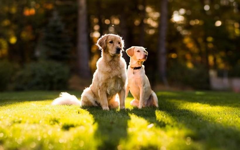 Zwei große Hunde