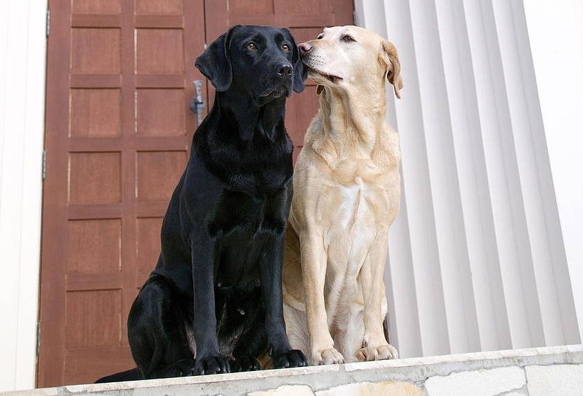 Ein Traum mit einem Hundepaar