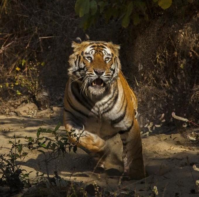 Was träumt ein Tiger von einem Menschen?