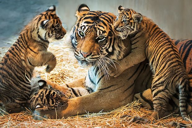 vor einem tiger weglaufen im traum für eine frau