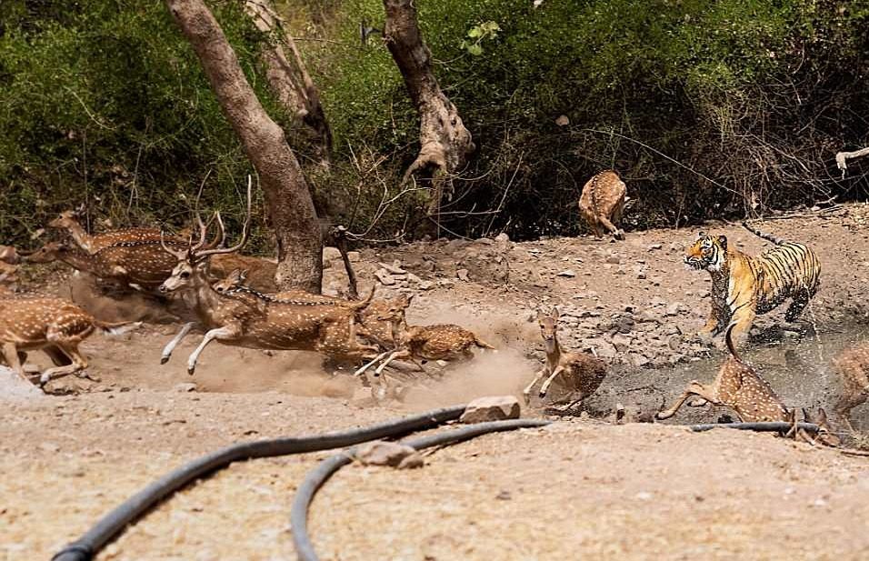 im traum vor einem tiger weglaufen