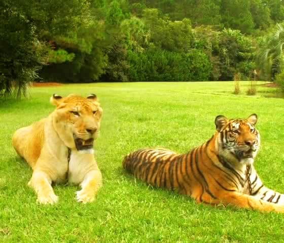 vor einem tiger weglaufen im traum für eine frau