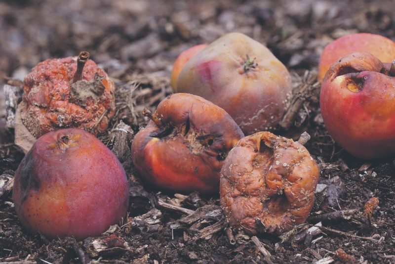 Faule Äpfel auf dem Boden