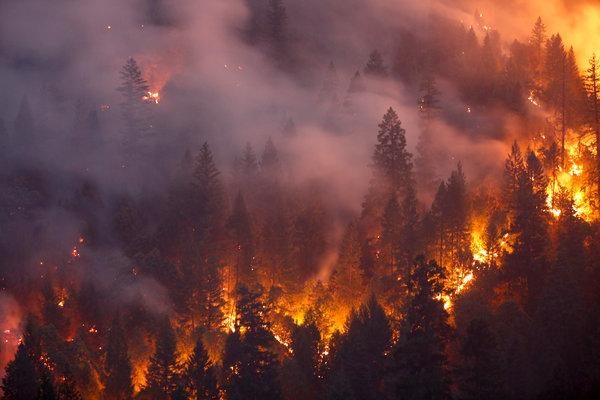 Feuer und Rauch im Wald