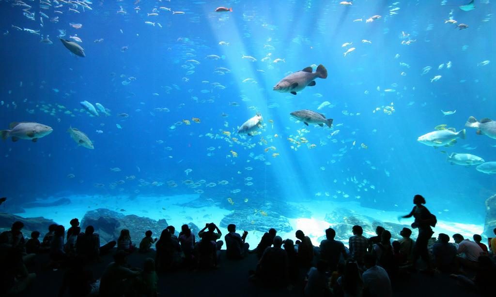 Wovon träumt man, wenn man einen großen Fisch fängt (Aquarium)?