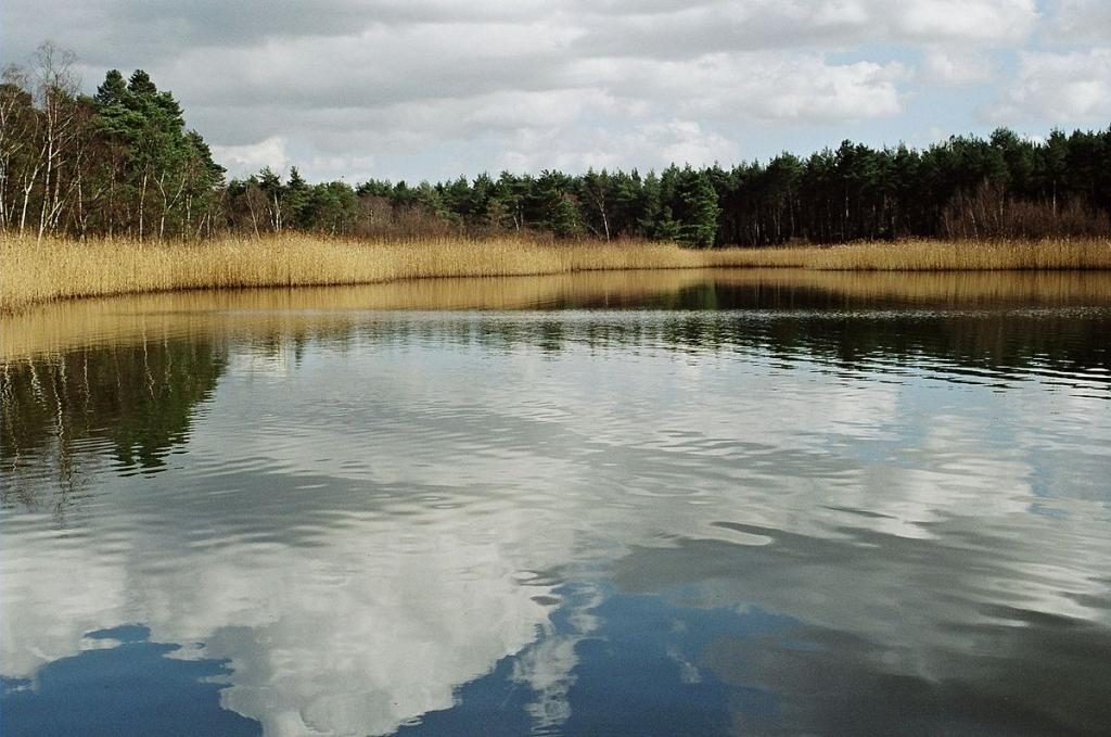 Einen großen Fisch (Teich) im Traum fangen