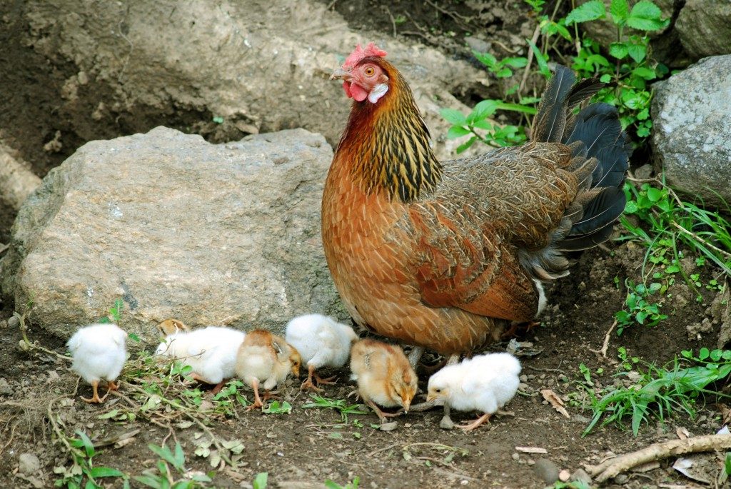 Huhn mit Küken