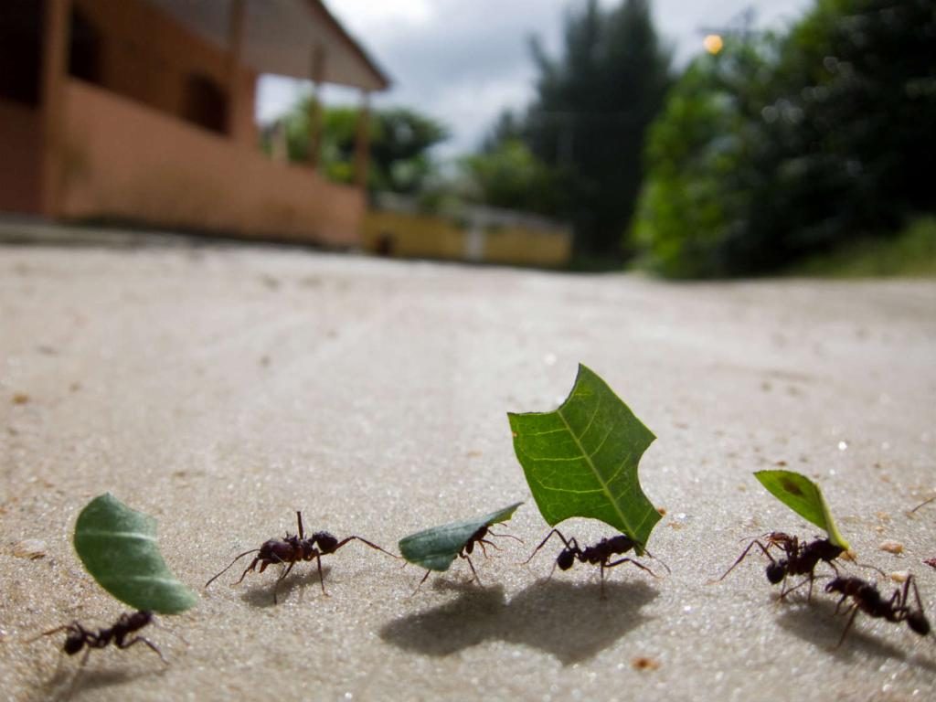 Traum-Insekten in der natürlichen Umgebung