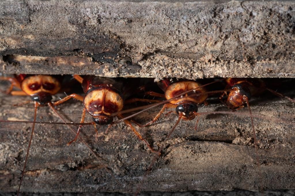 Insekten im Haus