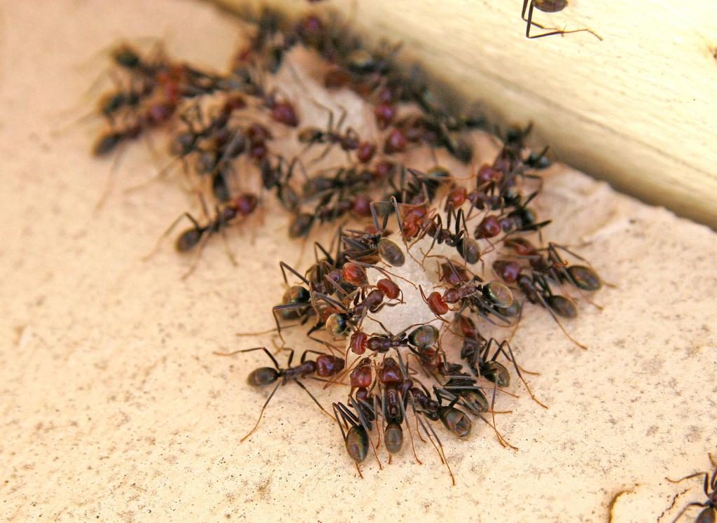 Insekten im Haus auf dem Boden