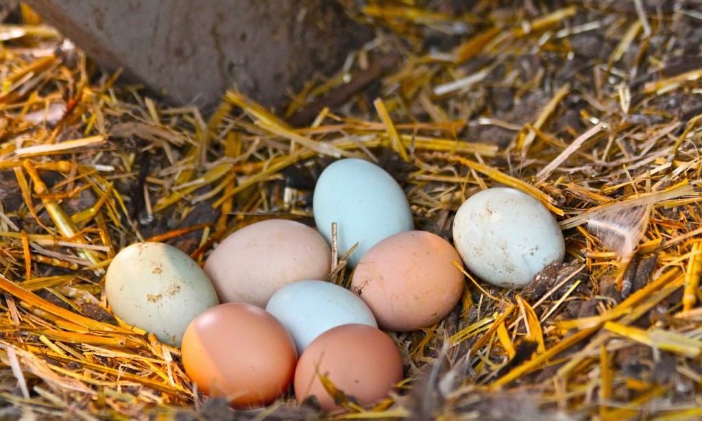 Hühnereier in einem Nest.