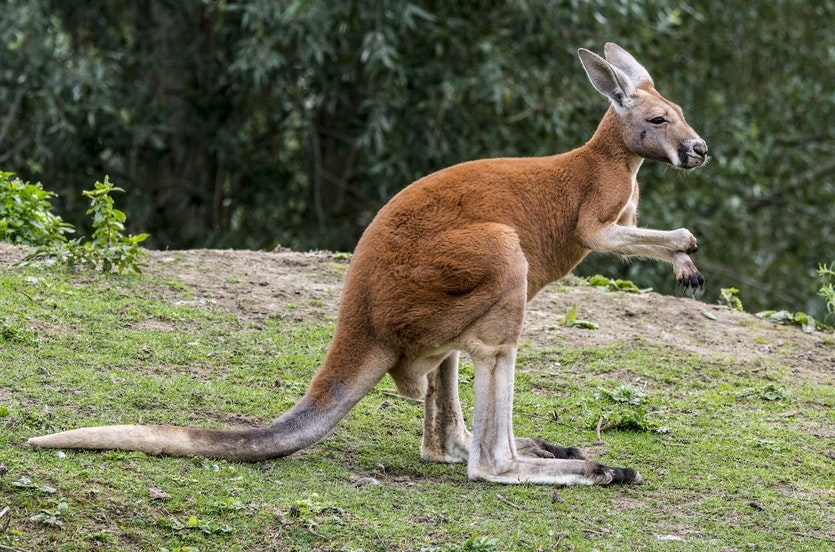 Känguru in einem Traum