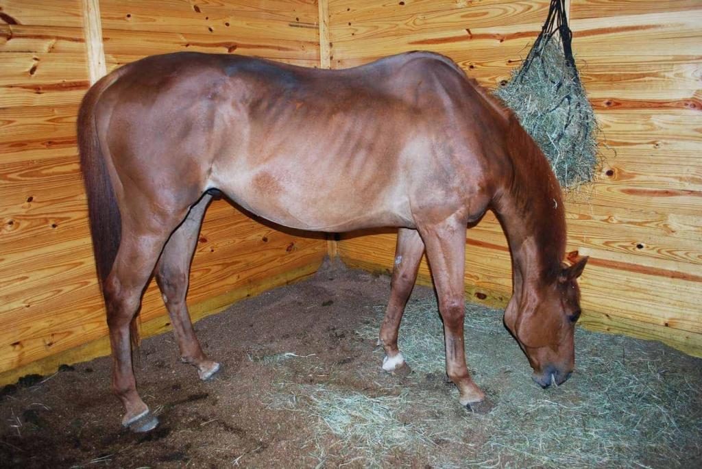 Ein Pferd für eine Frau im Traum