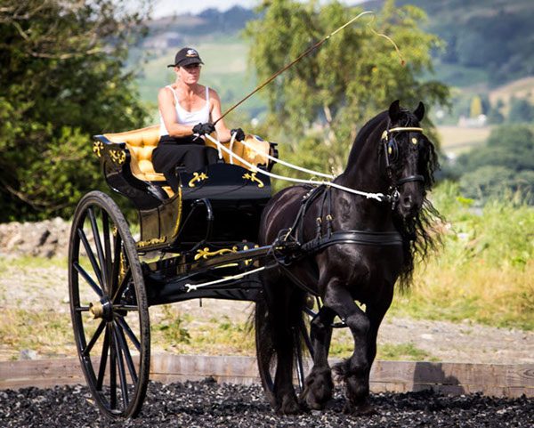 Was träumt man von einem schwarzen Pferd für eine Frau?