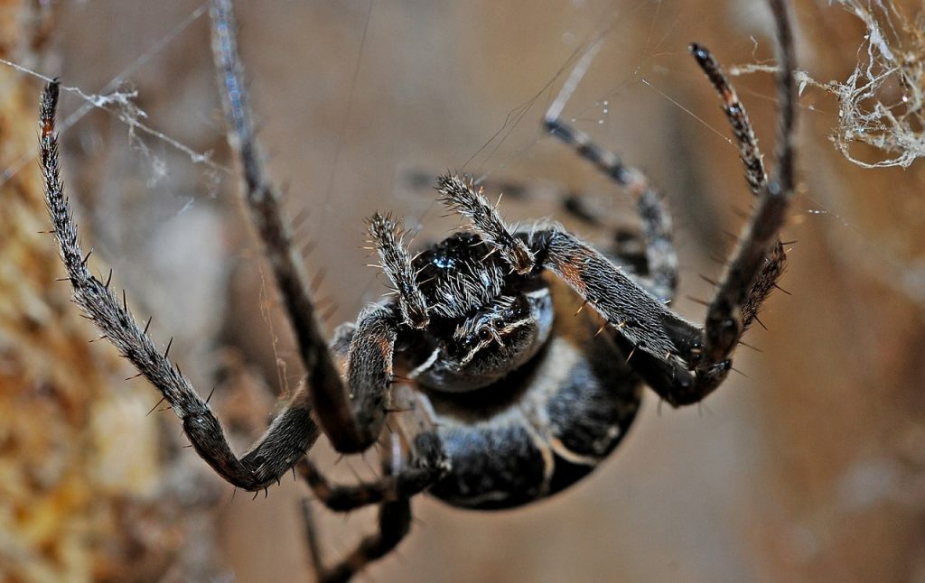 Was es bedeutet, eine Spinne im Traum zu sehen