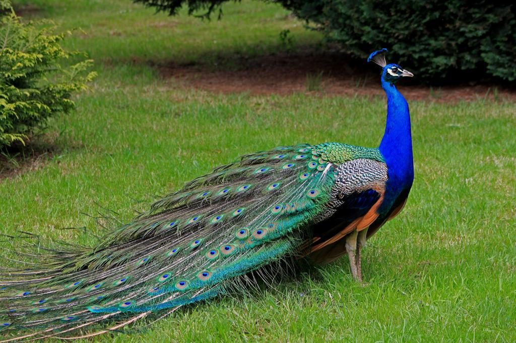 Pfau spazieren