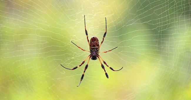 Spinne im Netz