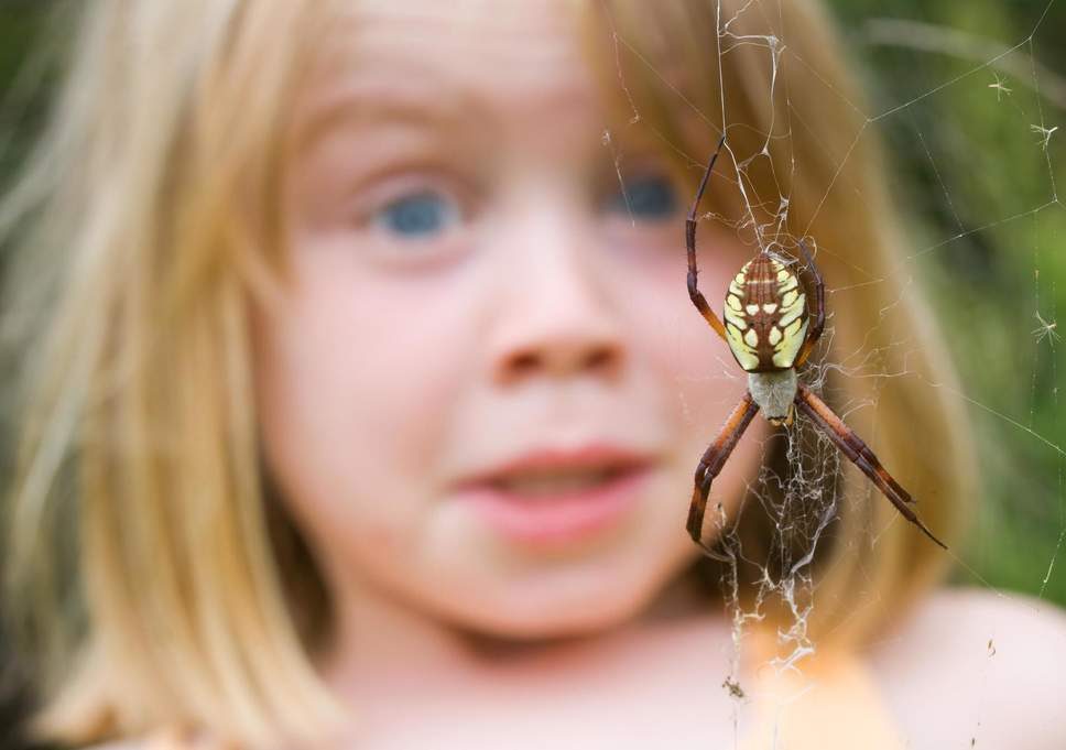 wie man eine Spinne sieht