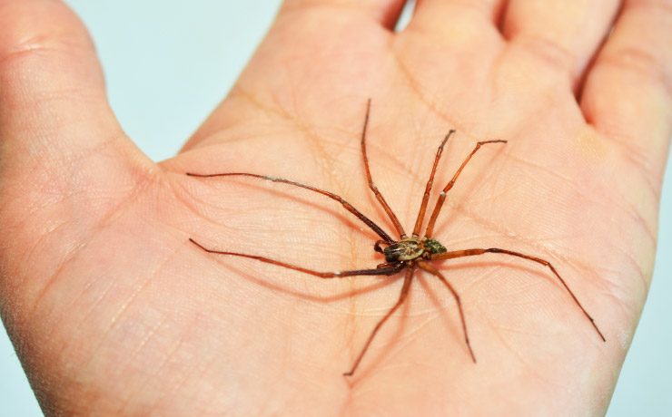 woran man eine krabbelnde Spinne erkennt