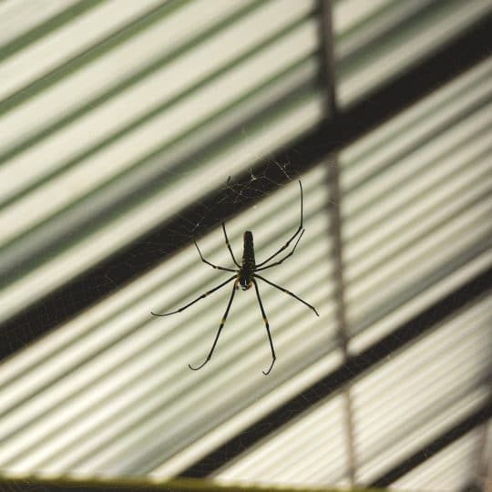 Spinne im Haus