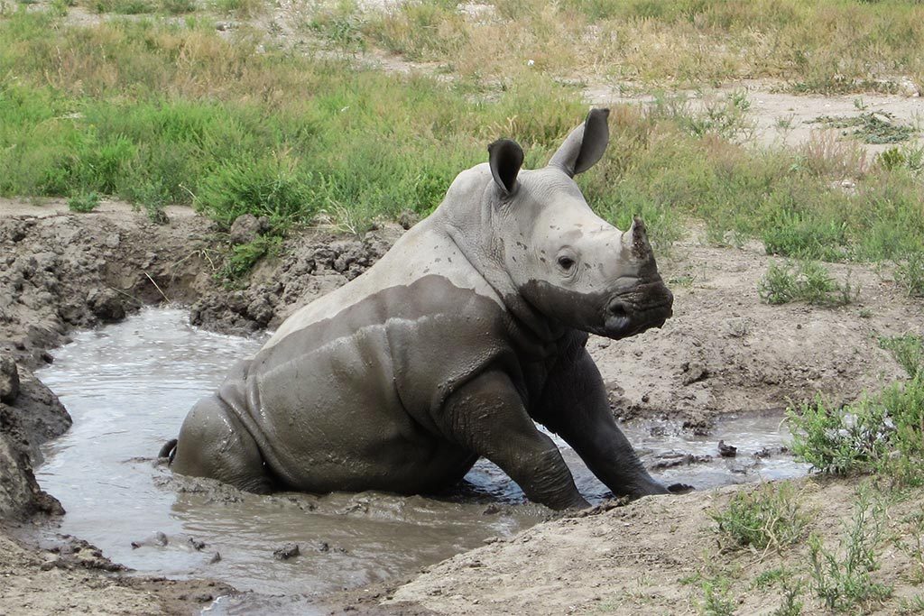 rhinoceros geträumt