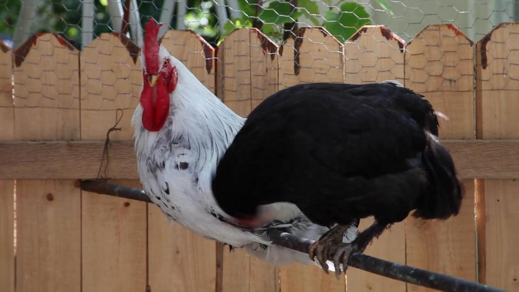 Was ist ein Traum über ein schwarzes Huhn