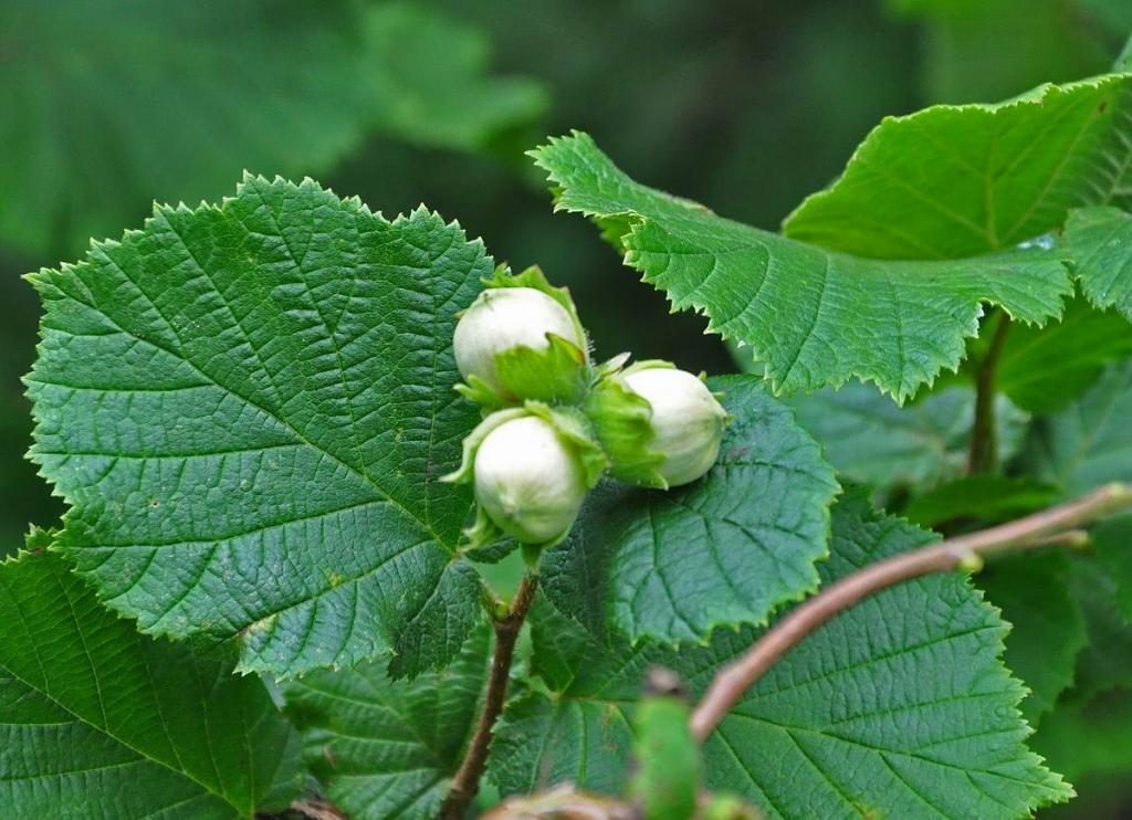 Traum von Haselnüssen