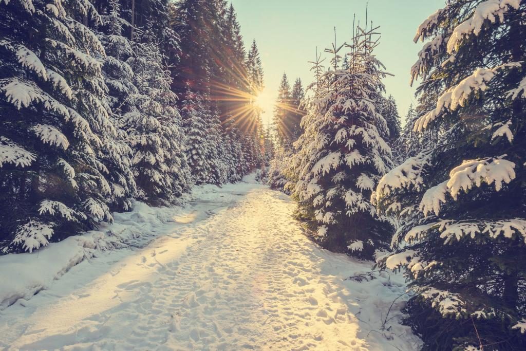 Traum Schnee weiß reiner Schnee