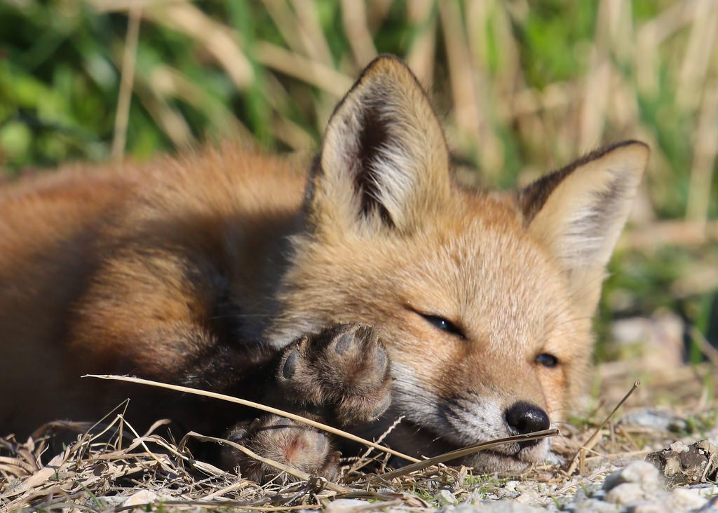 Kleiner Fuchs schläft friedlich