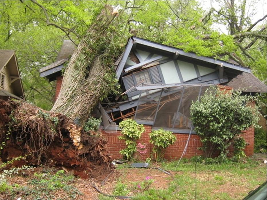 Baum stürzt auf das Haus