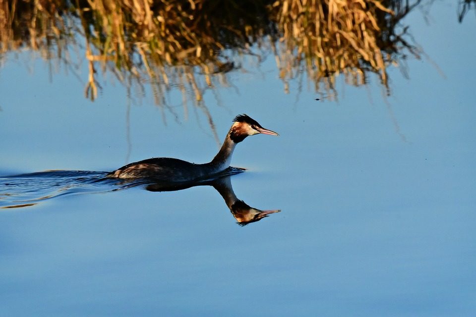 im traum auf dem fluss schwimmen